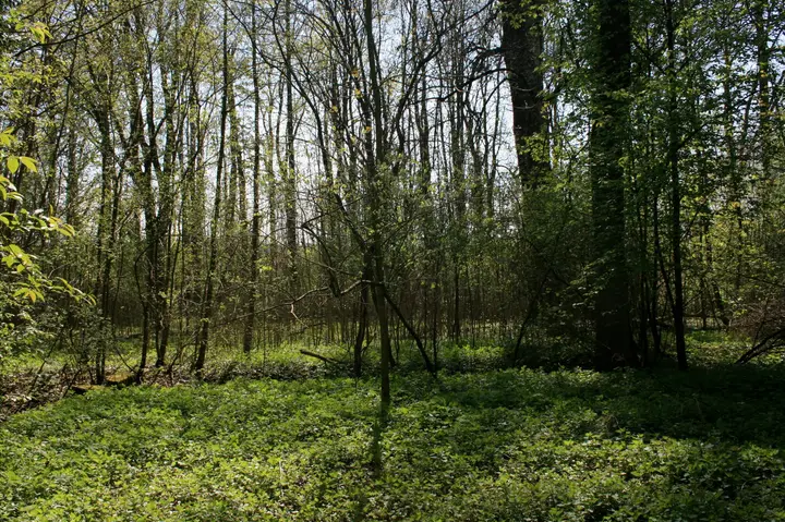 Lautenbach