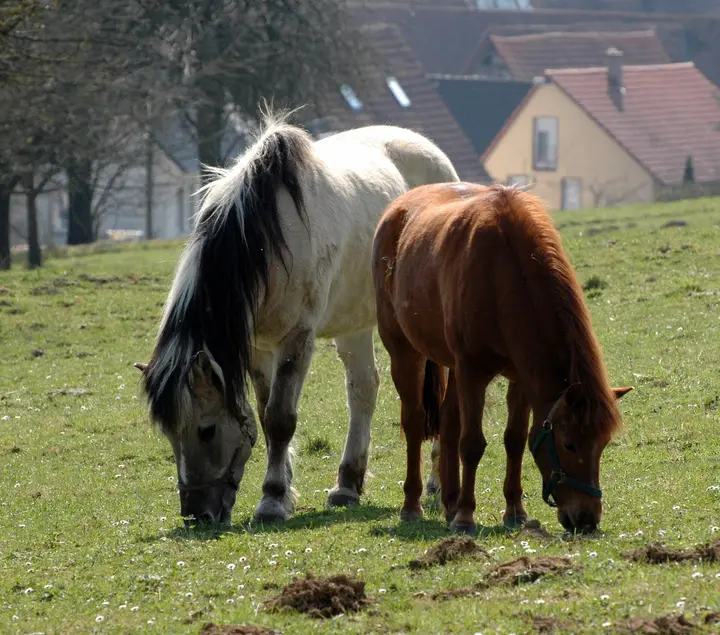 Pferdekoppel bei Maisbach