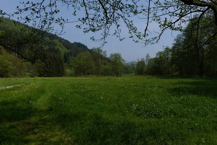 Das Bild zeigt einen Teil der Wiesen, die sich entlang des Ulfenbach durch das ganze Ulfenbachtal erstrecken.