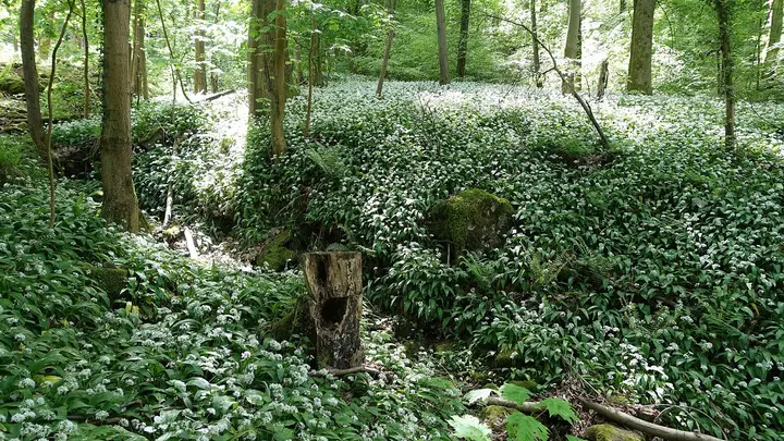Zwingenberg